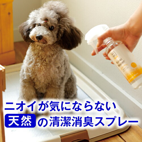 ペットに直接スプレーしてニオイを解決！キレイウォーター　シトラスミント♪(消臭剤 除菌剤 犬 いぬ 猫 ねこ ペット 体臭 くさい 臭い 臭う ニオイ フィトンチッド 車内消臭 肛門腺 トイレ 大腸菌 悪臭 毛づや 毛 抜ける 目やに 目ヤニ ブラッシングスプレー お手入れ)