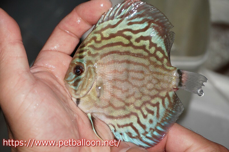 【ディスカス】オールドタイプ第三系統クロスセルーリア【個体販売】10-11cm（生体）国産ディスカス　京都産のサムネイル