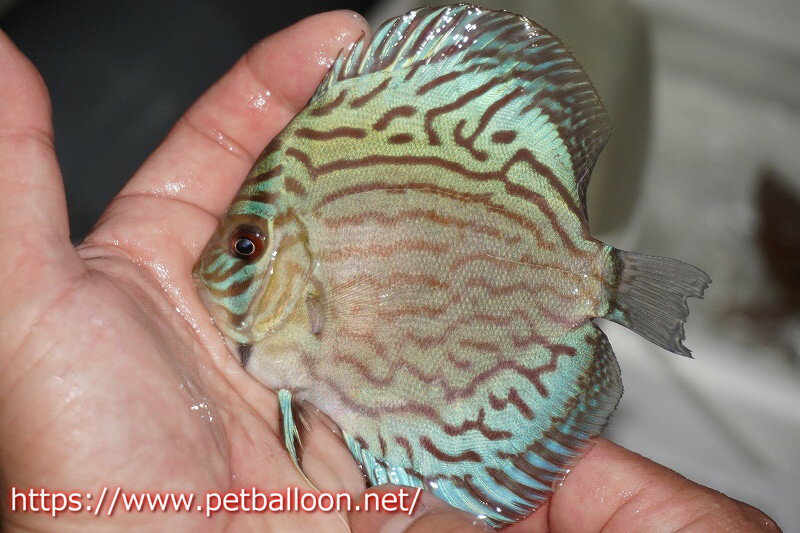 【ディスカス】オールドタイプ第三系統クロスセルーリア【個体販売】10-11cm（生体）国産ディスカス　京都産のサムネイル