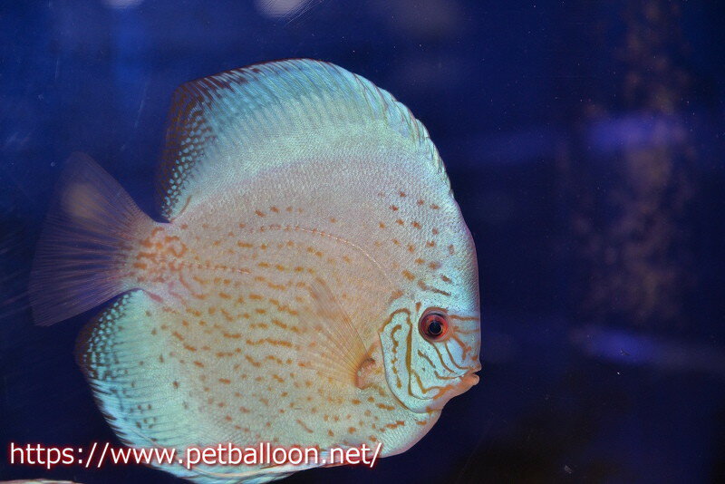 【ディスカス】【通販】ジャイアントブルーフローラ　ハイフォーム（ワームパターン）【個体販売】16-17cm（生体）マレーシア　NAディスカスファームのサムネイル