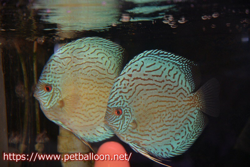 【ディスカス】【通販】ジャイアントロイヤルブリリアント（ハイフォーム）【個体ペア販売】17-18cm（生体）マレーシア　NAディスカスファームのサムネイル