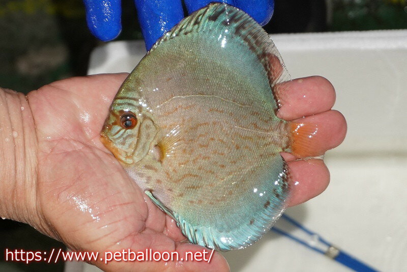 【ディスカス】【通販】アルタムロイヤルブリリアント（ハイフォーム ワームパターン）【個体販売】11c..