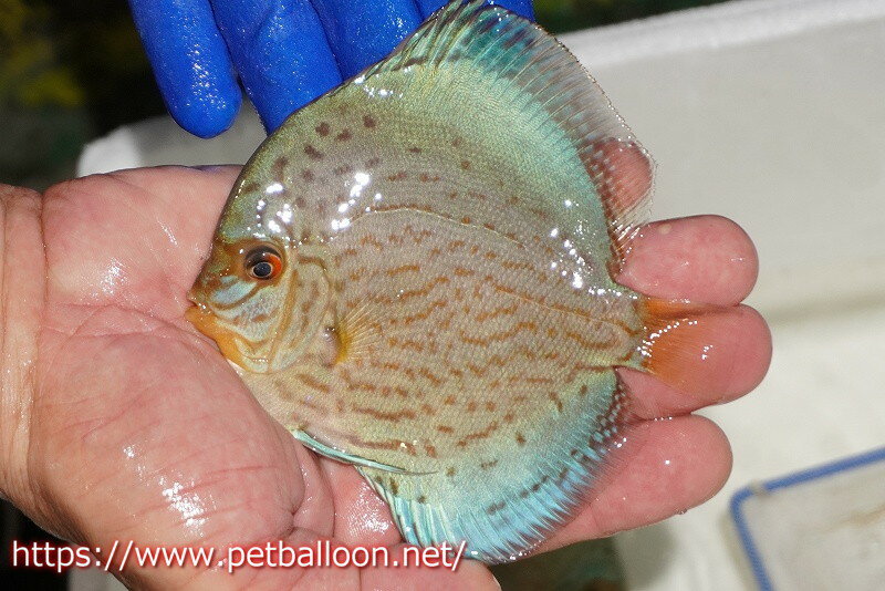 【ディスカス】【通販】アルタムロイヤルブリリアント（ハイフォーム ワームパターン）【個体販売】11c..