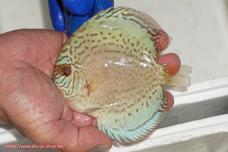 【ディスカス】【通販】アルタムロイヤルブリリアント（ハイフォーム ラインパターン）【個体販売】11c..