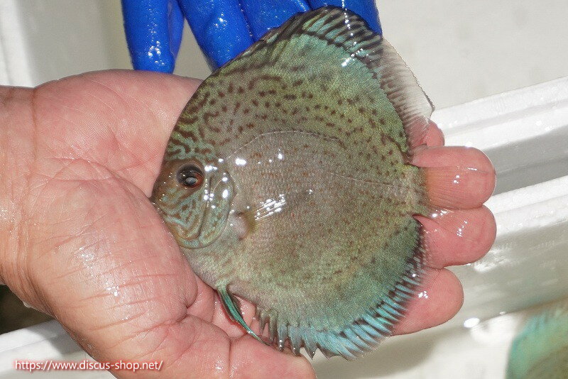 【ディスカス】【通販】アルタムロイヤルブリリアント（ハイフォーム ラインパターン）【個体販売】11c..