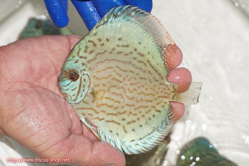 【ディスカス】【通販】アルタムロイヤルブリリアント（ハイフォーム ワームパターン）【個体販売】11c..