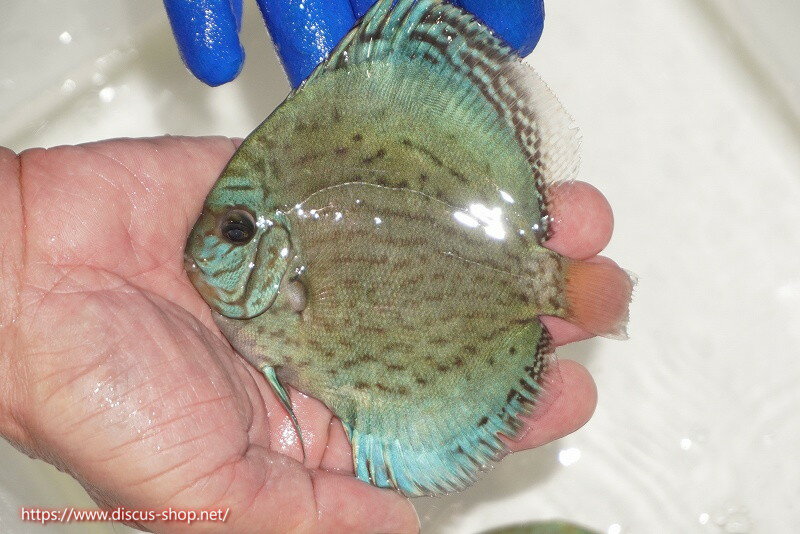 【ディスカス】【通販】アルタムロイヤルブリリアント（ハイフォーム ワームパターン）【個体販売】11c..