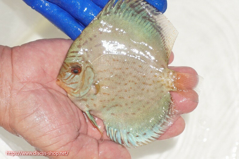 【ディスカス】【通販】アルタムロイヤルブリリアント（ハイフォーム ワームパターン）【個体販売】11c..