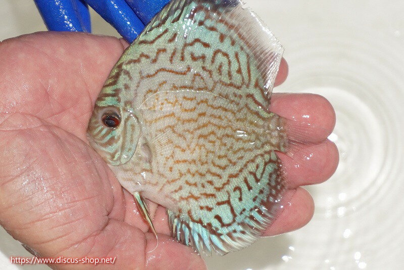 【ディスカス】【通販】アルタムロイヤルブリリアント（ハイフォーム ラインパターン）【個体販売】9cm..