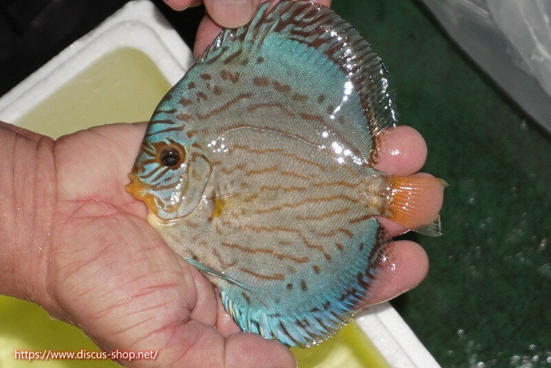 【ディスカス】【通販】リフレクションDコバルト（ハイフォーム　ラインパターン）【個体販売】12cm（..