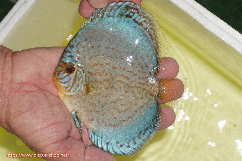 【ディスカス】【通販】リフレクションDコバルト（ハイフォーム　ラインパターン）【個体販売】12cm（..