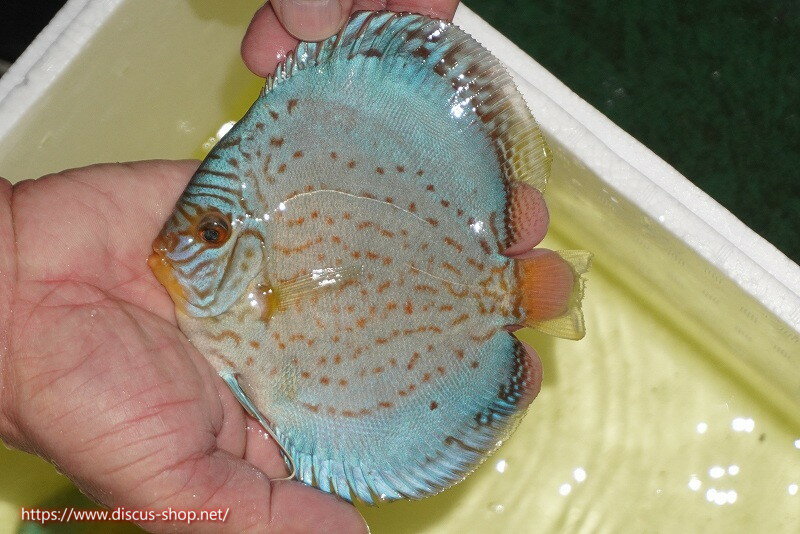 【ディスカス】【通販】リフレクションDコバルト（ハイフォーム　ラインパターン）【個体販売】12cm（..