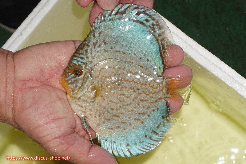 【ディスカス】【通販】リフレクションDコバルト（ハイフォーム　ラインパターン）【個体販売】12cm（..