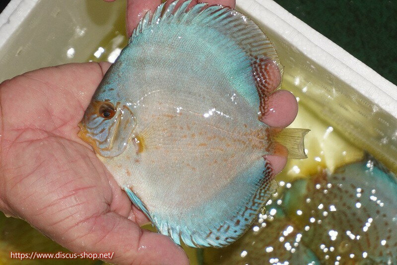 【ディスカス】【通販】リフレクションDコバルト（ハイフォーム　ラインパターン）【個体販売】12cm（..