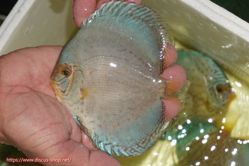 【ディスカス】【通販】リフレクションDコバルト（ハイフォーム　ラインパターン）【個体販売】12cm（..