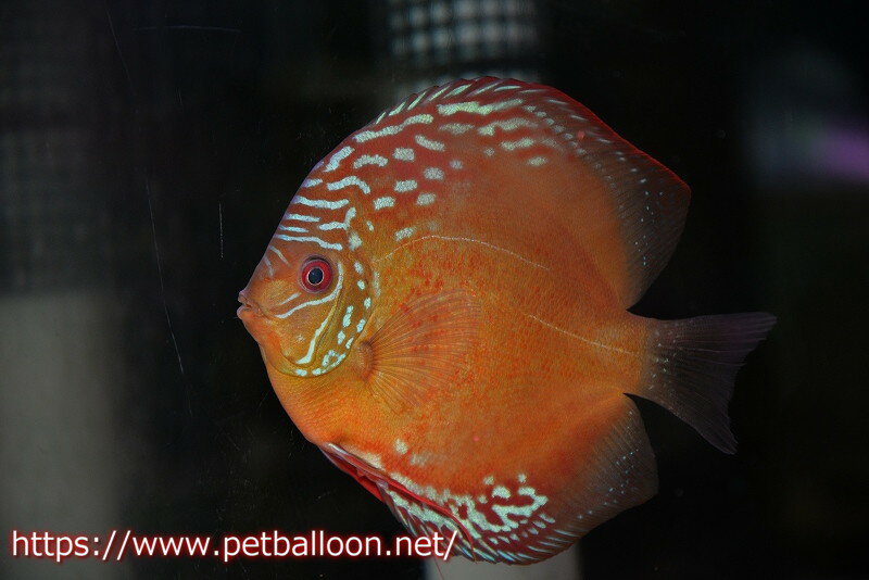 【ディスカス】【通販】ラーゴパラコニブラッドレッドF2【個体販売】15-16cm（生体）マレーシア　NAディスカスファームのサムネイル