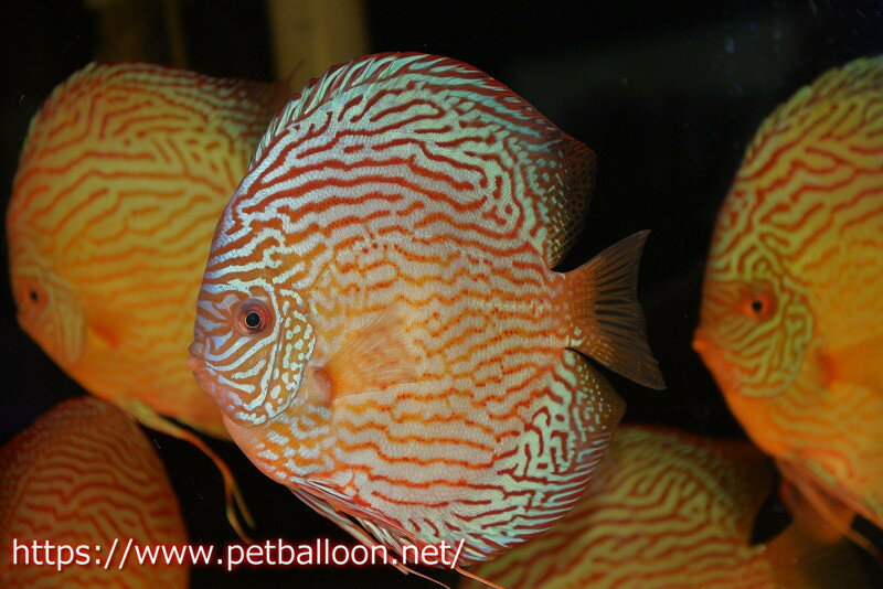 【ディスカス】【通販】アルタムスターライトレッドターコイズ ハイフォーム（コンテストグレード）【個体販売】16-17cm（生体）マレーシア　NAディスカスファームのサムネイル