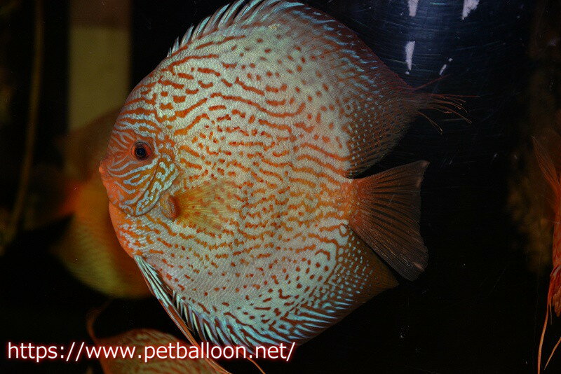 【ディスカス】【通販】アルタムスターライトレッドターコイズ（ハイフォーム）【個体販売】17-18cm（生体）マレーシア　NAディスカスファームのサムネイル