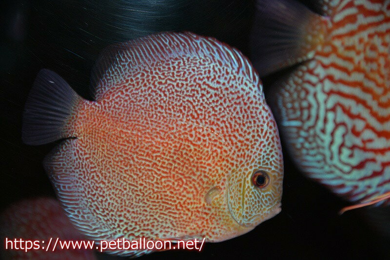 【ディスカス】【通販】スーパーパンサー【個体販売】12-13cm（生体）マレーシア　NAディスカスファームのサムネイル