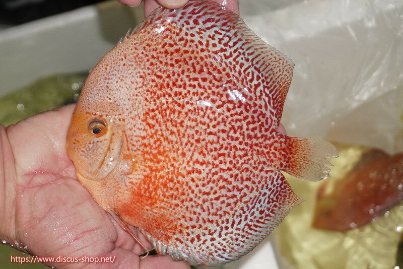 【ディスカス】【通販】【2025年ニューストレイン】スノーキングバイパー【個体販売】15-16cm  ...