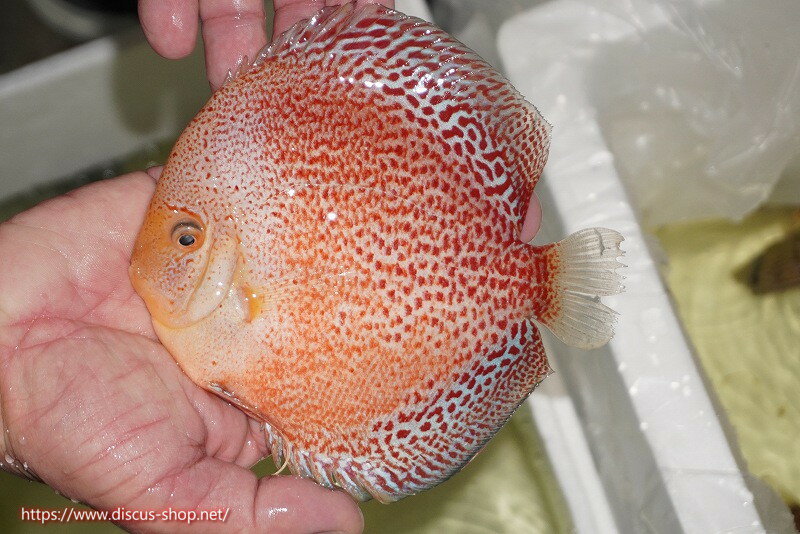 【ディスカス】【通販】【2025年ニューストレイン】スノーキングバイパー【個体販売】15-16cm  ...