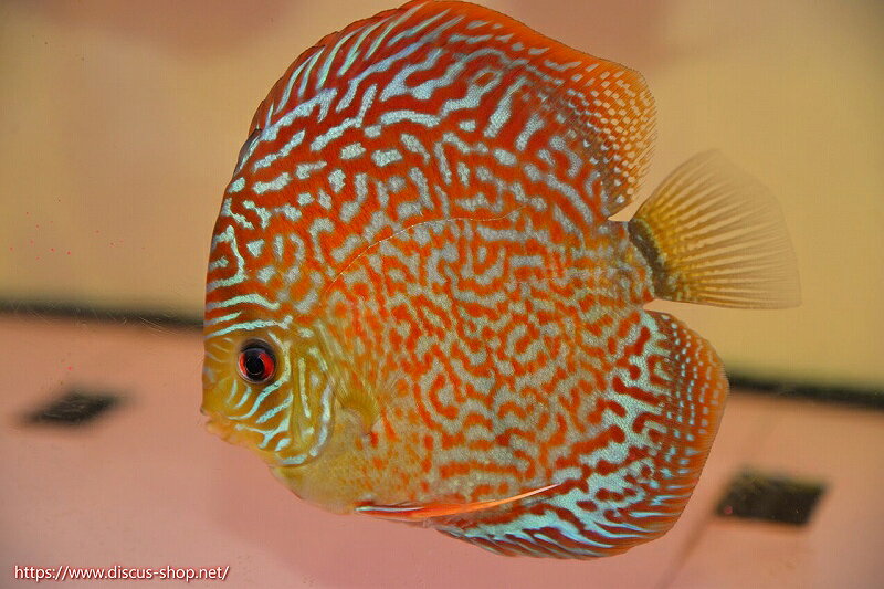 盤麗魚 - 【ディスカス】【通販】サクラレッドスポットグリーン（ハイフォーム）【個体販売】13-14cm（生体）マレーシア　KLディスカスファーム