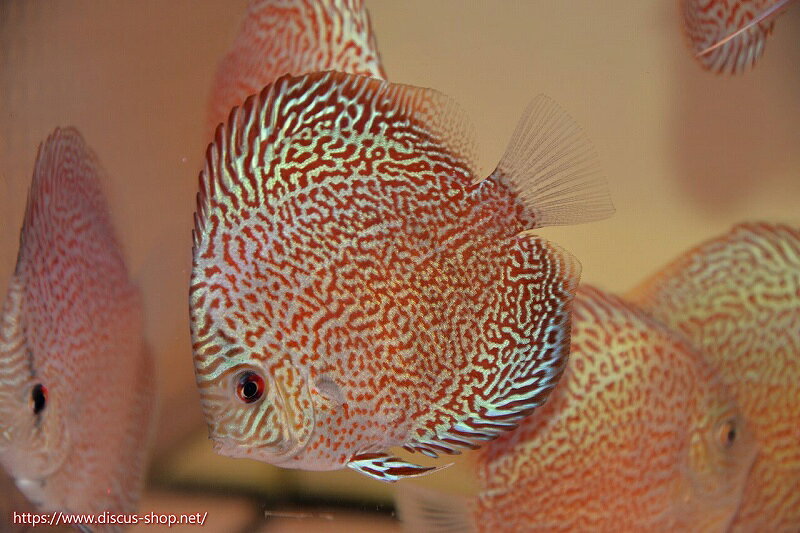 盤麗魚 - 【ディスカス】【通販】スーパーレッドキングバイパー（ハイフォーム）【個体販売】10cm（生体）マレーシア　NAディスカスファーム