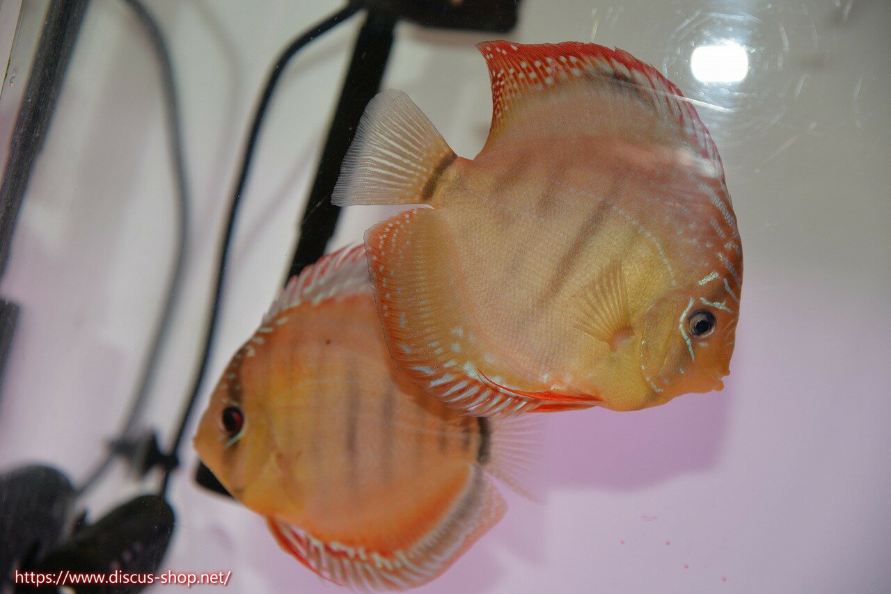 Discus - 【ディスカス】【通販】ラーゴイリピシブラッドレッド（F4）（ハイフォーム）【個体ペア販売】12cm（生体）マレーシア　KLディスカスファーム