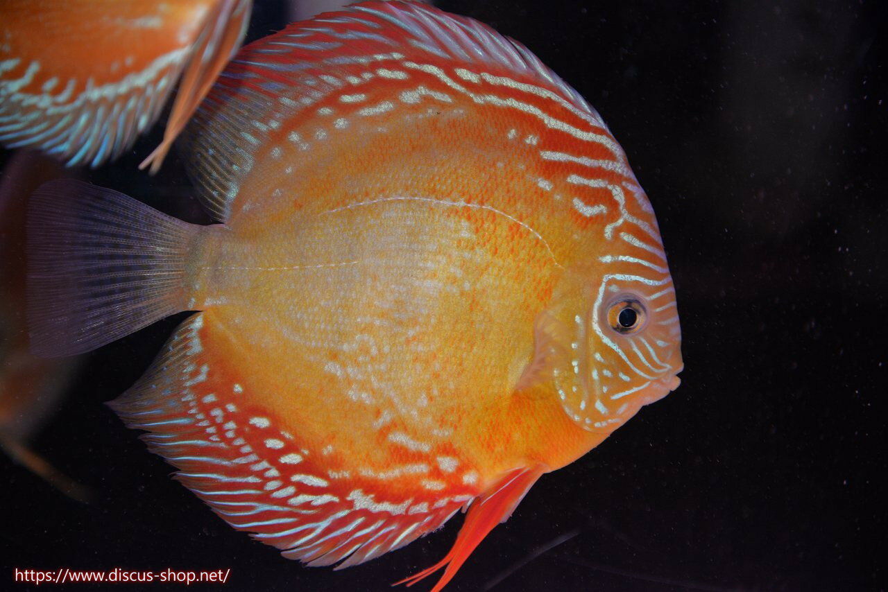 Discus - 【ディスカス】【通販】【最高峰激赤個体】朱月 （種親候補レベル）【個体販売】14-15cm【証明書付】（生体）B-HOUSE 倉津氏作出