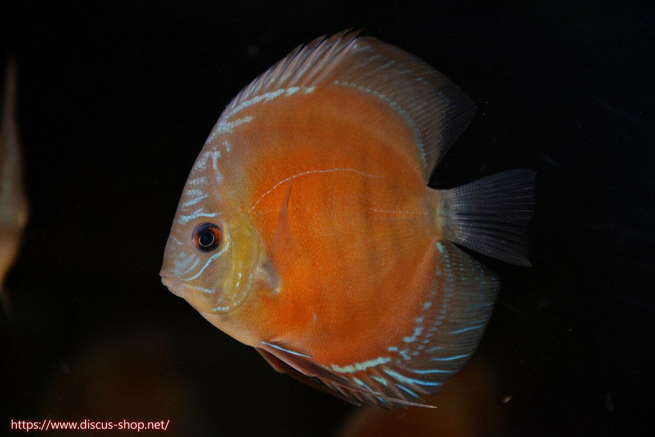Discus - 【ディスカス】【通販】【最高峰激赤個体】スーパー朱月 ヤングスター【個体販売】10-11cm【証明書付】（生体）B-HOUSE 倉津氏作出