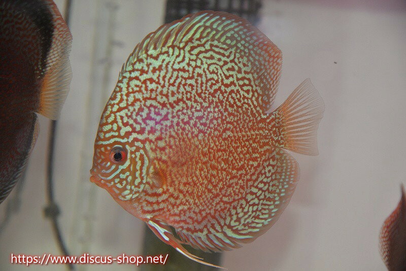 楽天市場】ロイヤル ディスカス（熱帯魚・アクアリウム｜ペット