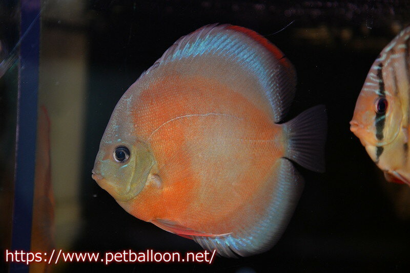 【ディスカス】【通販】【セレクトレッド個体】ラーゴパラコニブラッドレッドF3クロスイサレッド（Typeディープレッド）【個体販売】11-12cm （生体）マレーシア　KLディスカスファームのサムネイル