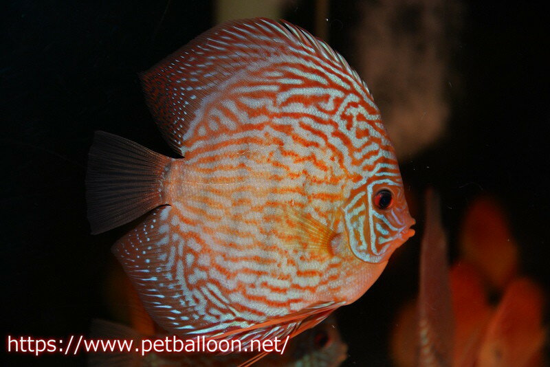 【ディスカス】【通販】アルタムスターライトレッドターコイズ ハイフォーム【個体販売】12-13cm（生体）マレーシア　NAディスカスファームのサムネイル