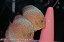 【ディスカス】【通販】サクラメイズレオパード【個体ペア販売】16-17cm（生体）マレーシア　KLディスカスファーム