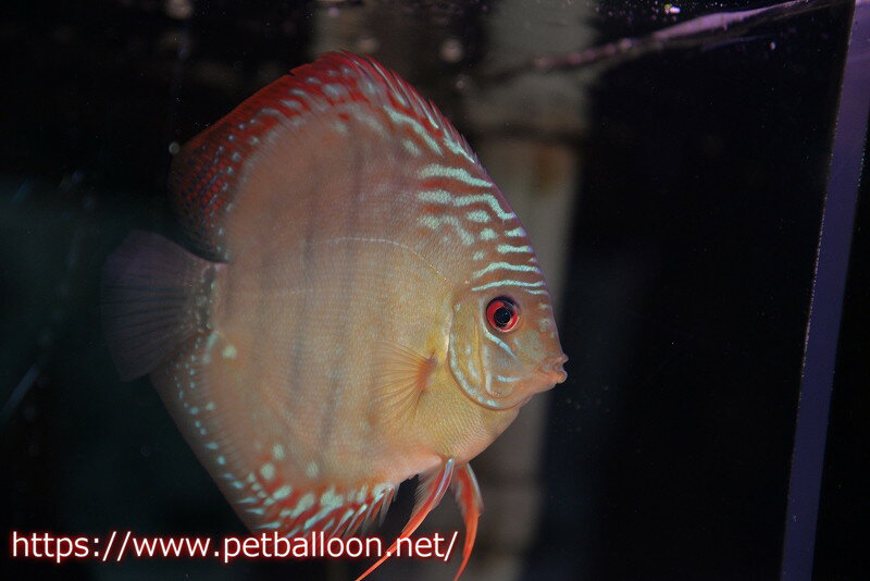 【ディスカス】【通販】【セレクトレッド個体】ラーゴパラコニブラッドレッドF3クロスイサレッド（Typeディープレッド）【個体販売】11-12cm （生体）マレーシア　KLディスカスファーム