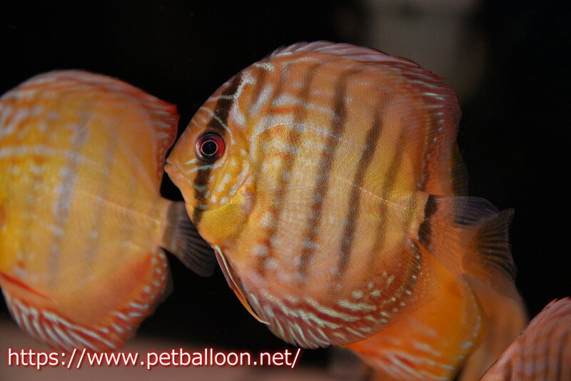 【お買い物マラソン-ポイント最大47倍(6/22~6/27)】【ワイルドディスカス】【通販】【入荷後未掲載個体】マリマリヘッケルクロス　ヤングスター【個体販売】9-10cm（生体）マリマリ産