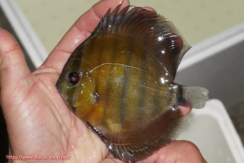 【ワイルドディスカス】【通販】ラーゴパラコニブラッドレッドヤングスター【個体販売】9-11cm（生体）パラコニ産のサムネイル