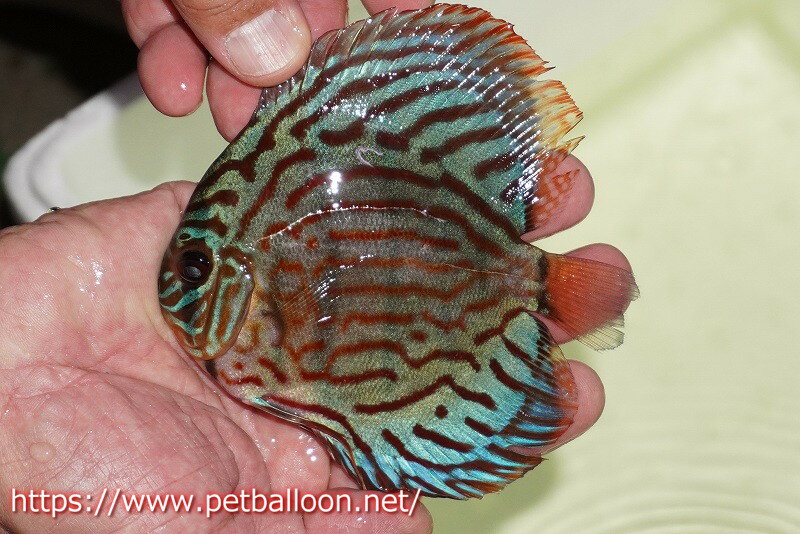 【ワイルドディスカス】【少数入荷】【国産ブリードF1個体】トロンべタスロイヤル♂ クロス　ソリッドブルーターコイズ♀【個体販売】12cm（生体）のサムネイル