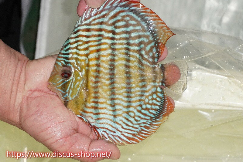 【ワイルドディスカス】【通販】【伝説の産地　7年ぶり？の入荷】ラーゴクルムクリロイヤルエメラルド【個体販売】14-16cm（生体）クルムクリ産