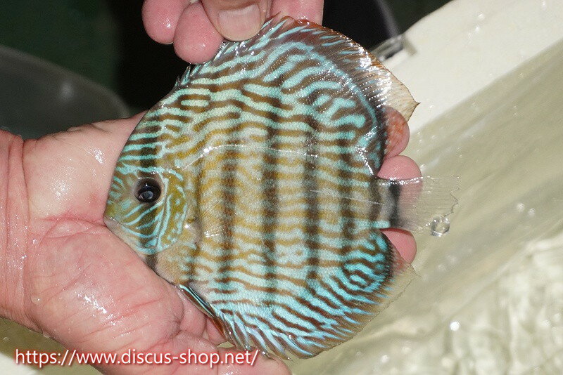 【ワイルドディスカス】【通販】【伝説の産地　7年ぶり？の入荷】ラーゴクルムクリロイヤルエメラルド（金目）【個体販売】14-16cm（生体）クルムクリ産