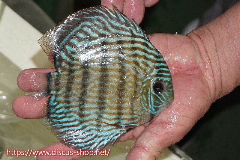 �ڥ磻��ɥǥ��������ۡ����Ρۡ�����λ��ϡ�7ǯ�֤ꡩ�����١ۥ顼������९�������륨����ɡʶ��ܡˡڸ��������14-16cm�����Ρ˥���९�껺