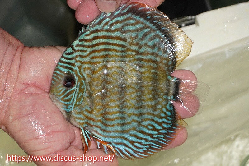 【ワイルドディスカス】【通販】【伝説の産地　7年ぶり？の入荷】ラーゴクルムクリロイヤルエメラルド【個体販売】14-16cm（生体）クルムクリ産