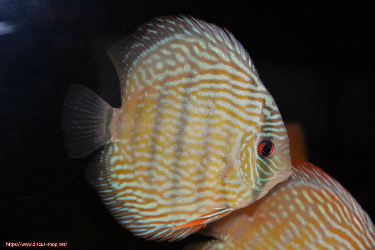 �ڥ磻��ɥǥ��������ۡ����Ρۡ�����λ��ϡ�7ǯ�֤ꡩ�����١ۥ顼������९�������륨����ɡڸ��������14-16cm�����Ρ˥���९�껺