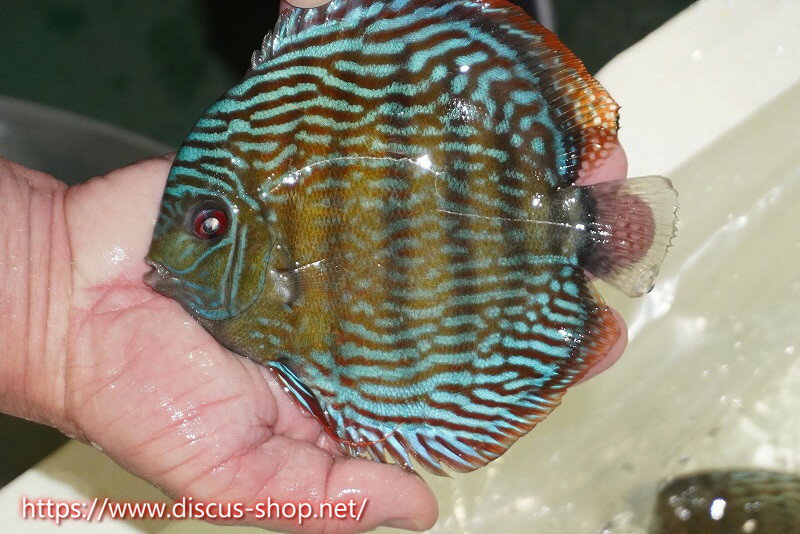 【ワイルドディスカス】【通販】【伝説の産地　7年ぶり？の入荷】ラーゴクルムクリロイヤルエメラルド【個体販売】14-16cm（生体）クルムクリ産