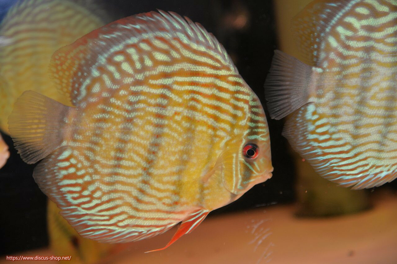 �ڥ磻��ɥǥ��������ۡ����Ρۡ�����λ��ϡ�7ǯ�֤ꡩ�����١ۥ顼������९�������륨����ɡڸ��������14-16cm�����Ρ˥���९�껺