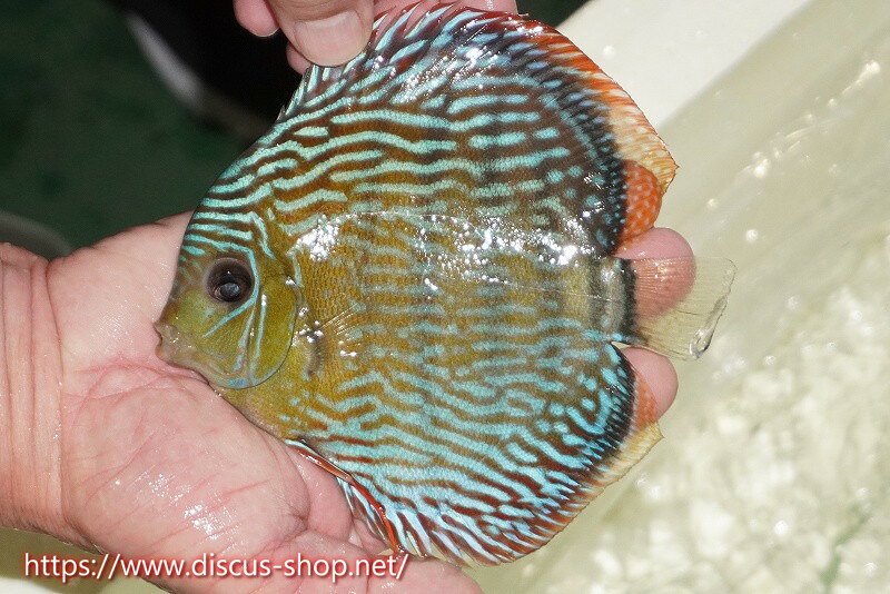 【ワイルドディスカス】【通販】【伝説の産地　7年ぶり？の入荷】ラーゴクルムクリロイヤルエメラルド（金目）【個体販売】14-16cm（生体）クルムクリ産