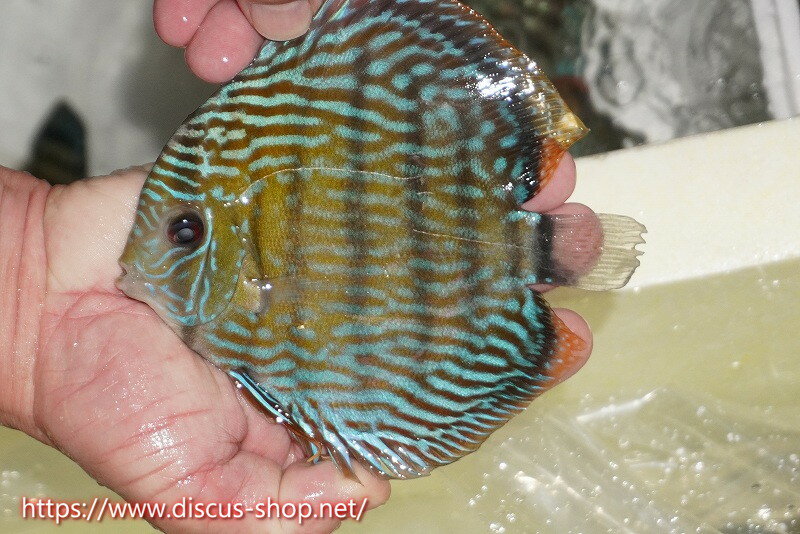 【ワイルドディスカス】【通販】【伝説の産地　7年ぶり？の入荷】ラーゴクルムクリロイヤルエメラルド【個体販売】14-16cm（生体）クルムクリ産