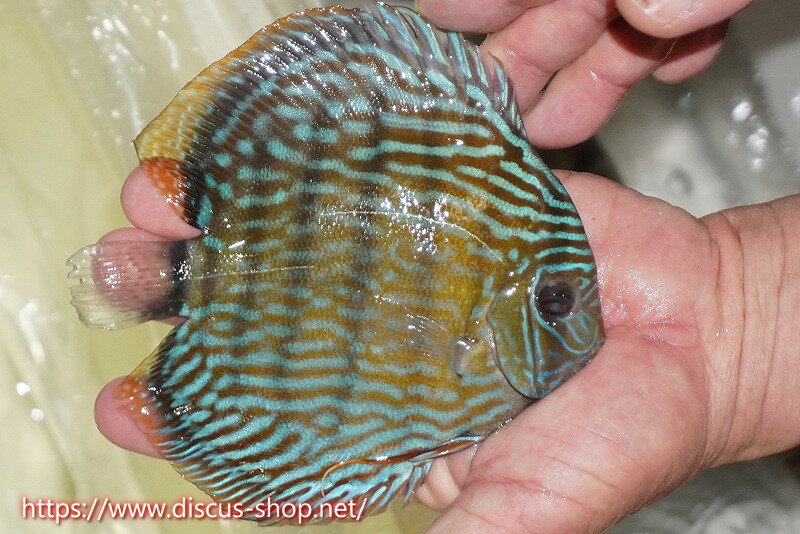 �ڥ磻��ɥǥ��������ۡ����Ρۡ�����λ��ϡ�7ǯ�֤ꡩ�����١ۥ顼������९�������륨����ɡڸ��������14-16cm�����Ρ˥���९�껺