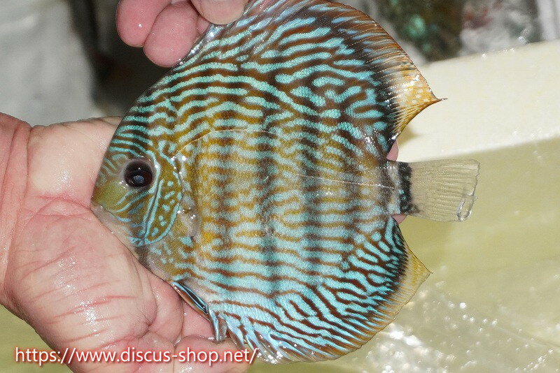 【ワイルドディスカス】【通販】【伝説の産地　7年ぶり？の入荷】ラーゴクルムクリロイヤルエメラルド【個体販売】14-16cm（生体）クルムクリ産