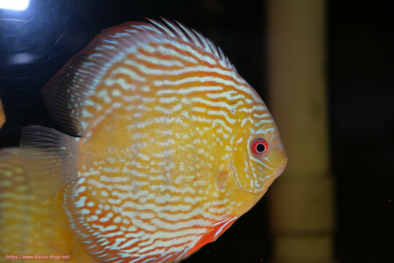 �ڥ磻��ɥǥ��������ۡ����Ρۡ�����λ��ϡ�7ǯ�֤ꡩ�����١ۥ顼������९�������륨����ɡڸ��������14-16cm�����Ρ˥���९�껺